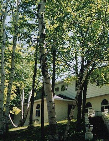 White Birch Inn Стерджен-Бей Экстерьер фото